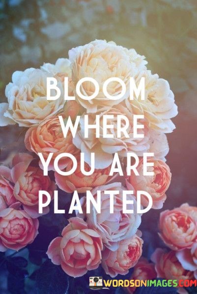 Bloom-Where-You-Are-Planted-Quotes.jpeg