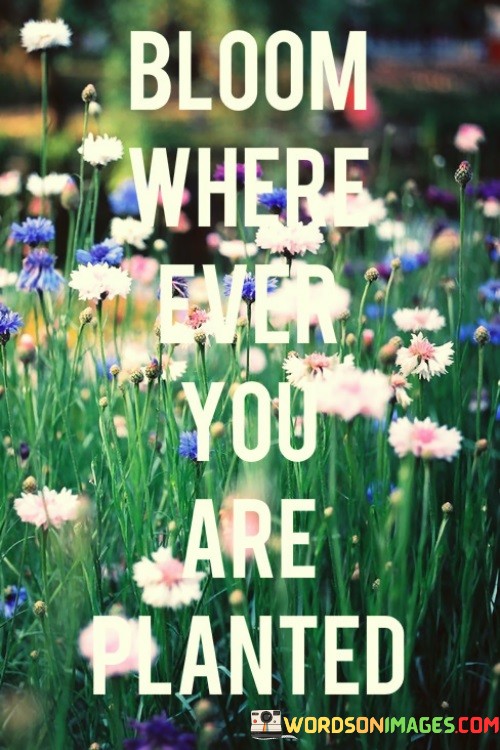 Bloom-Where-Ever-You-Are-Quotes.jpeg